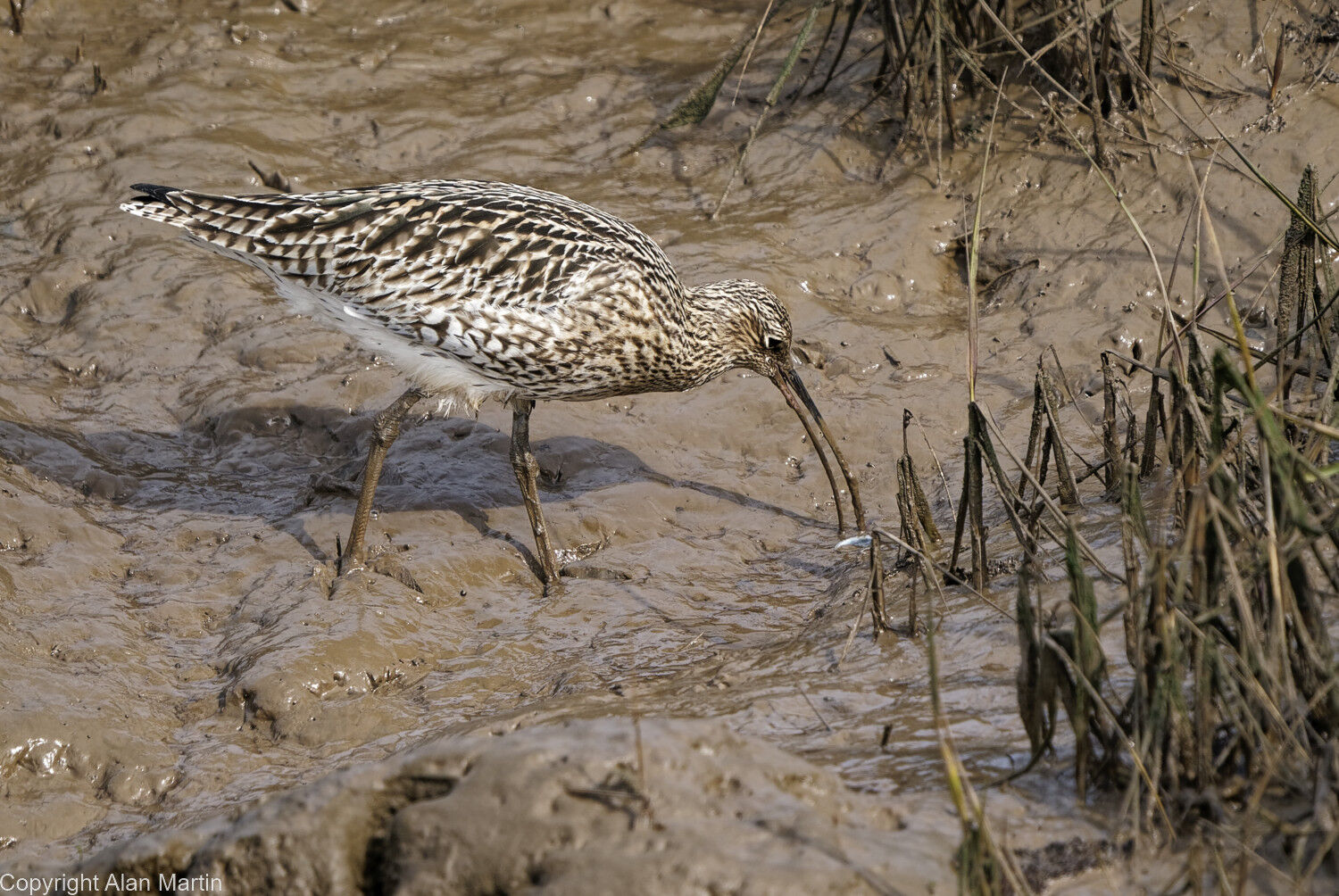 5  Curlew
