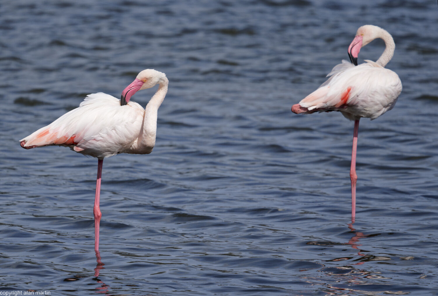 5 Flamingo