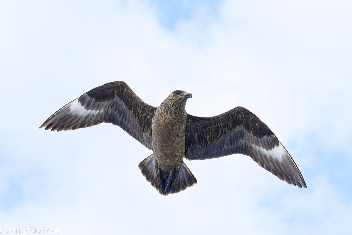 5 Great Skua