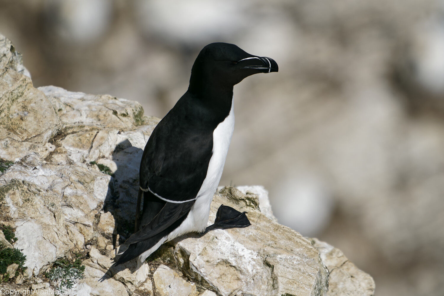 5 Razorbill