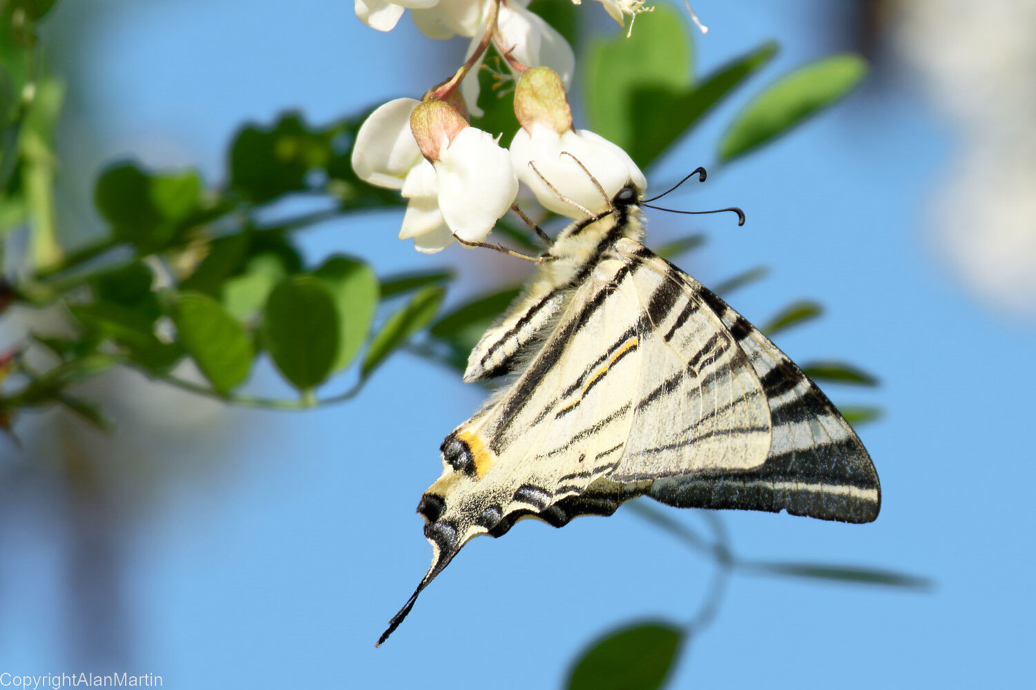 5  Scarce Swallowtail
