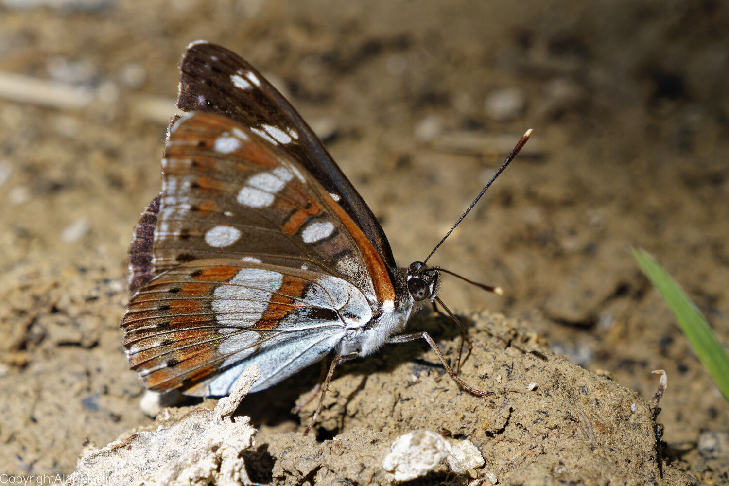 5a  Southern White Admiral