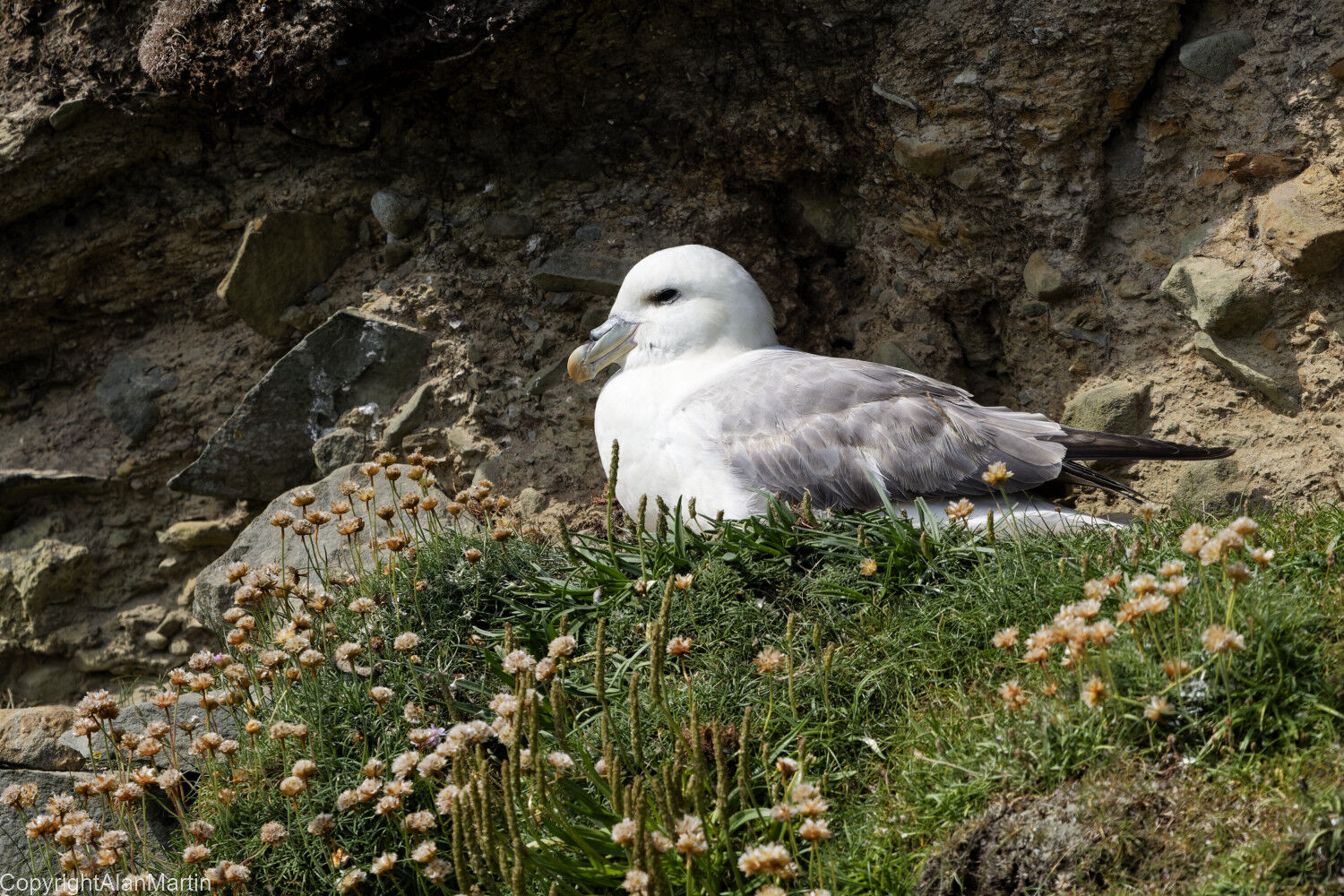 6. Fulmar
