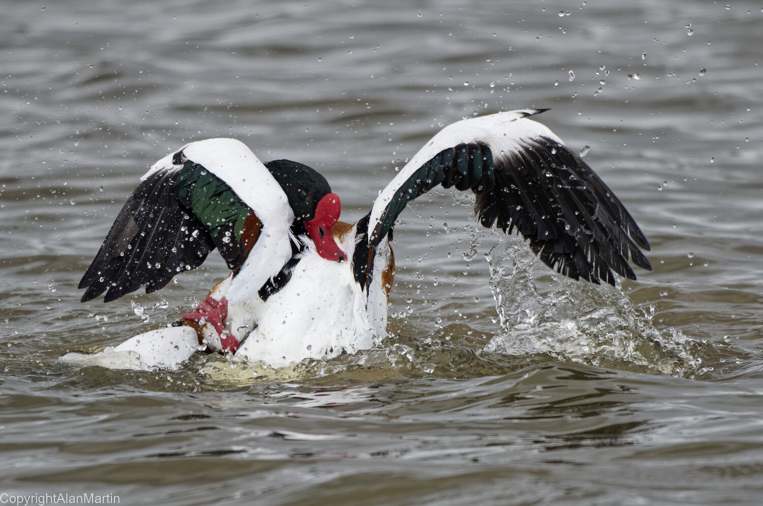 6.  Common Shelduck, males fighting