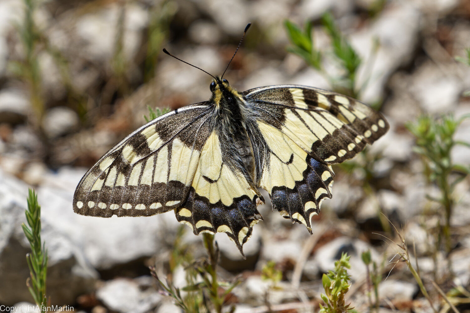 6. Swallowtail