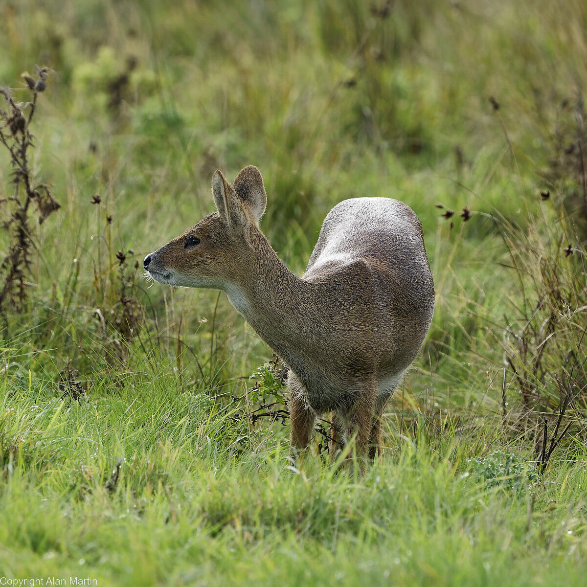 6 Chinese water deer