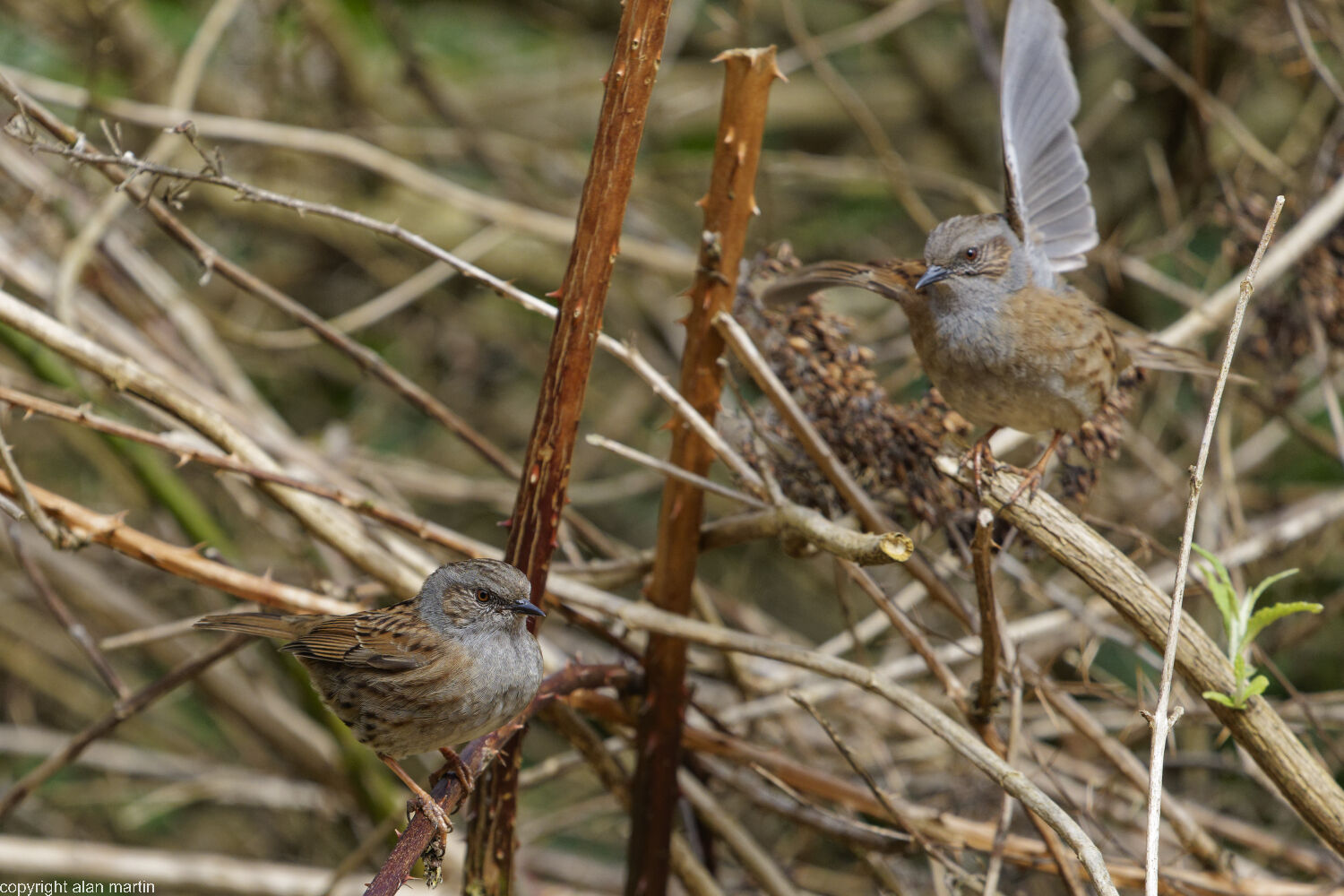 6 Dunnocks fighting