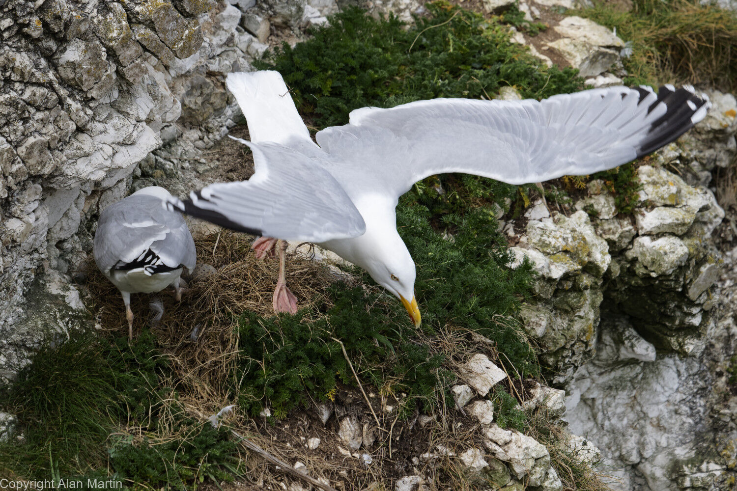 6 Flamborough cliffs, changeover