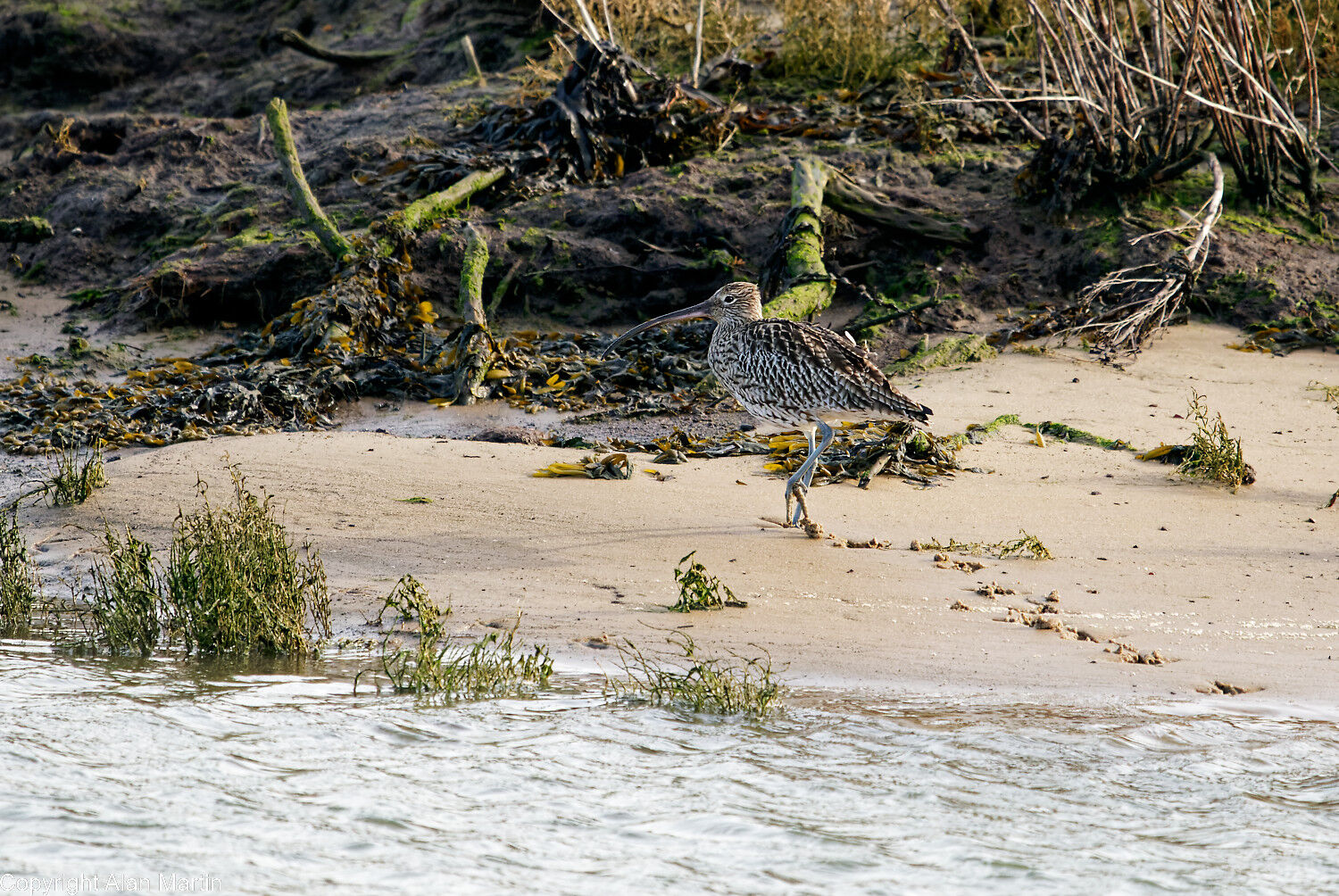 6  Curlew