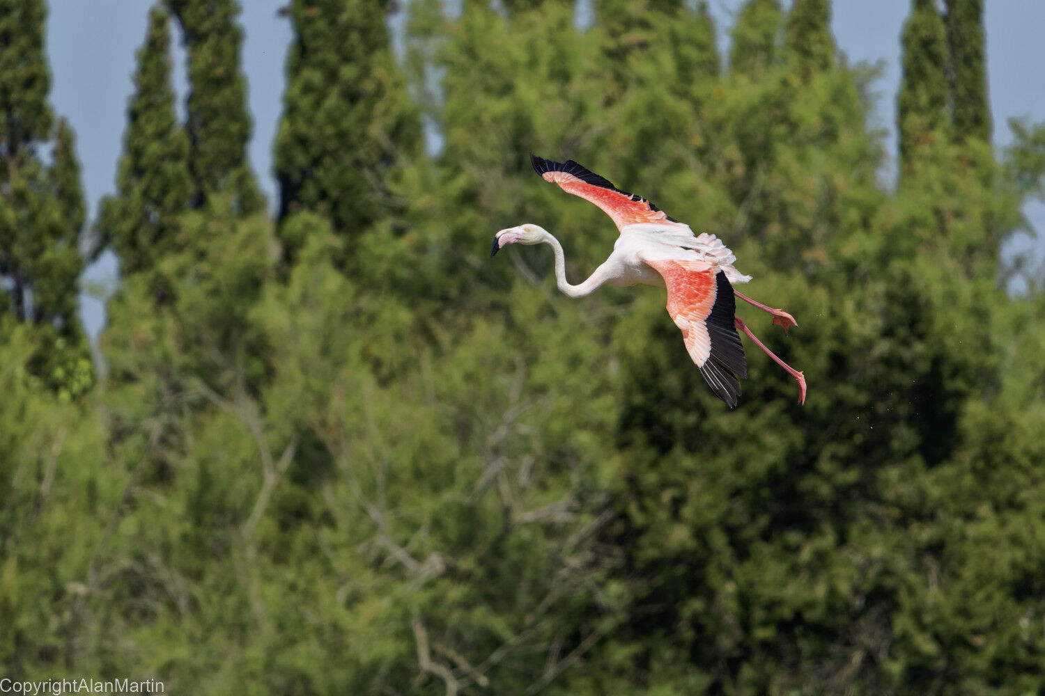 6 Flamingo