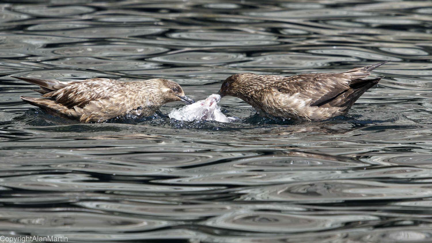 6 Great Skuas with gull