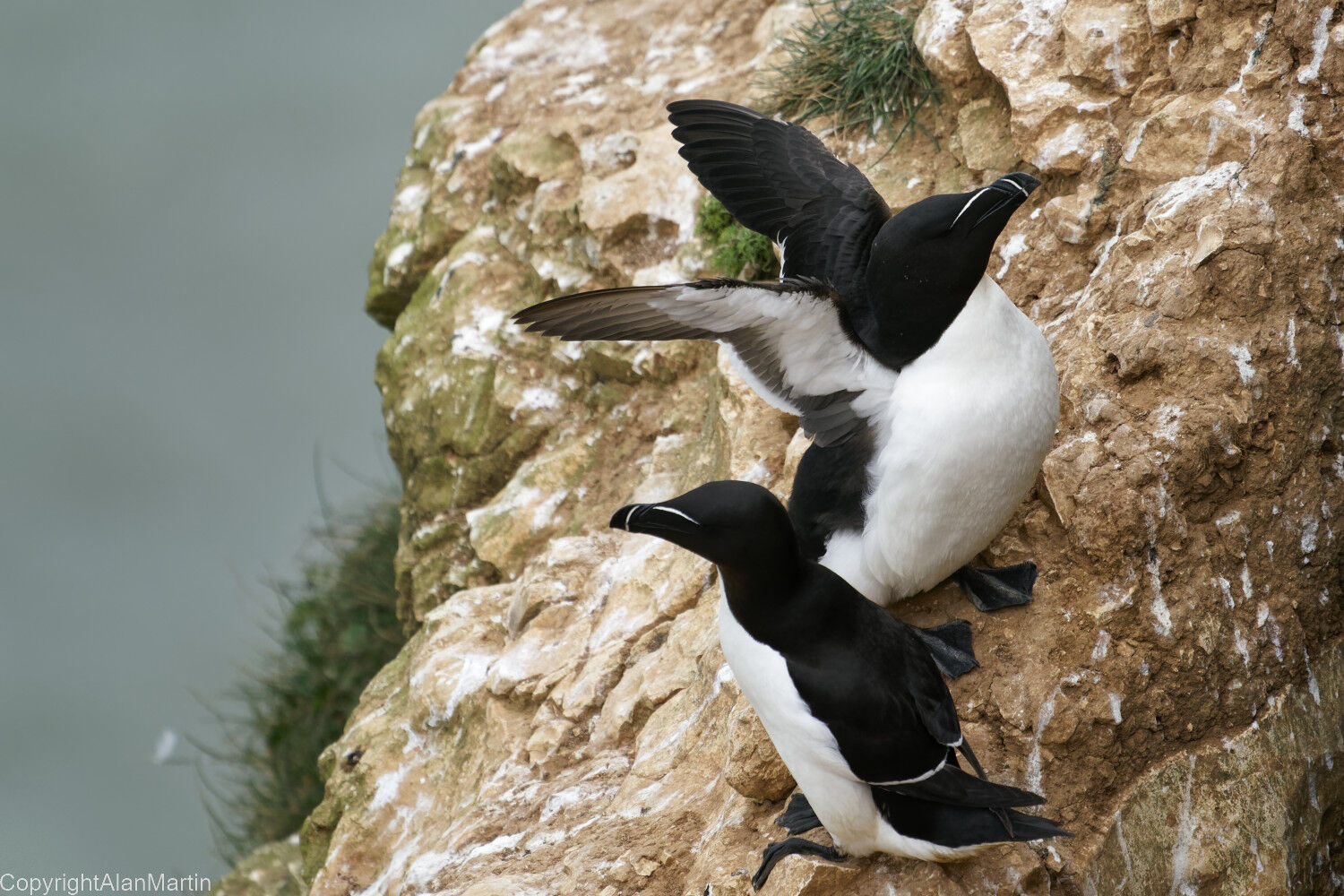 6 Razorbills