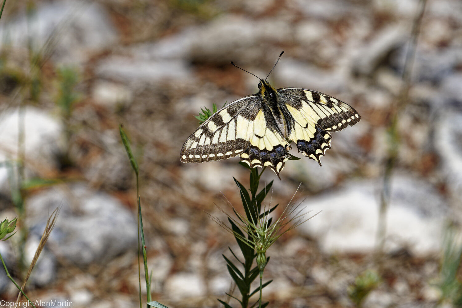 6 Swallowtail