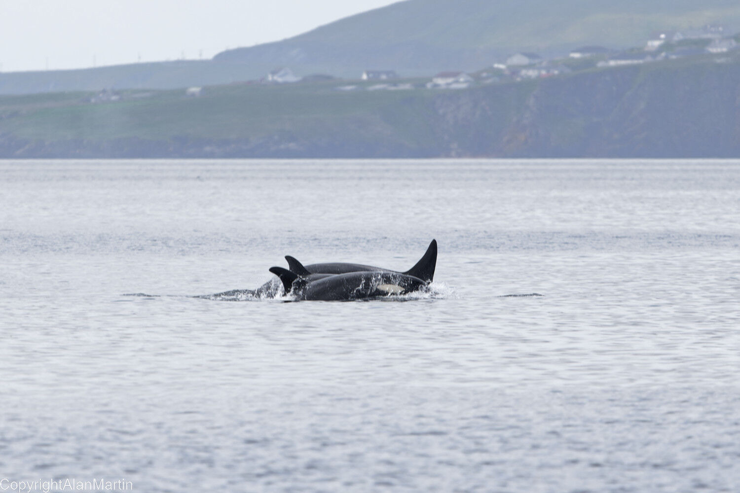 7. Orcas
