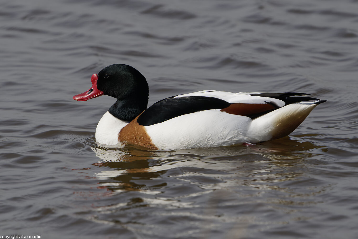 7. Common Shelduck