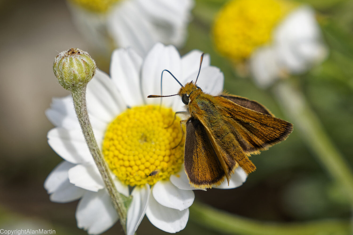 7. Small Skipper 1