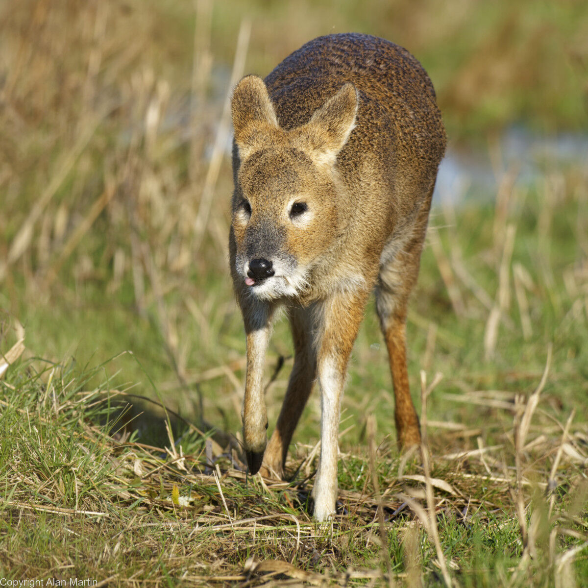 7 Chinese water deer