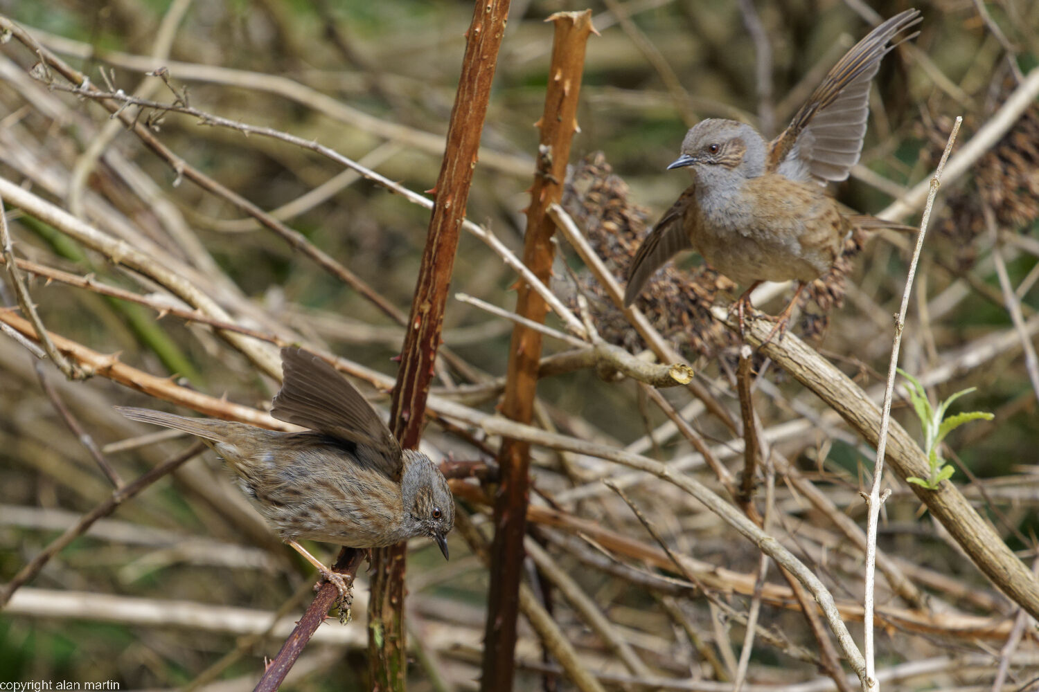 7 Dunnocks fighting