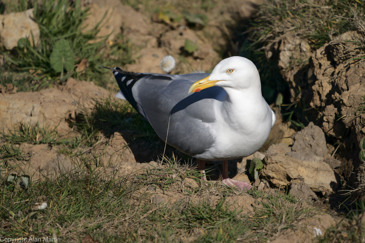 7 Flamborough cliffs