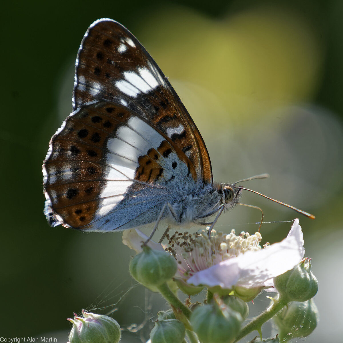 7 White admiral