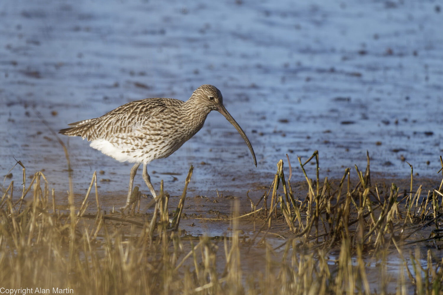 7  Curlew