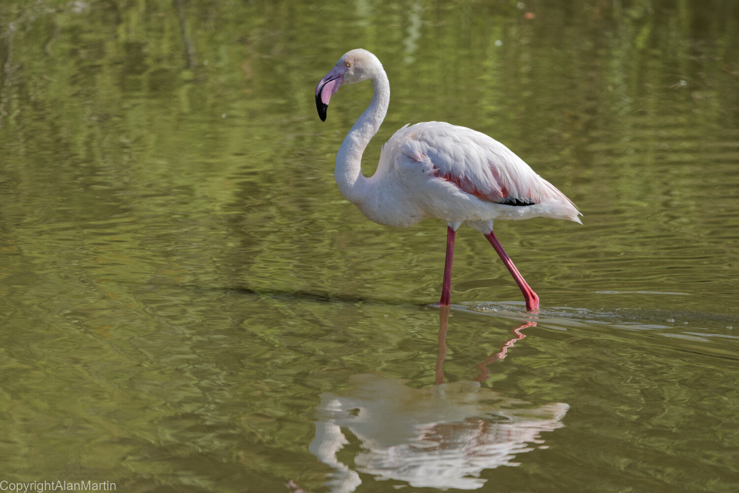 7  Flamingo