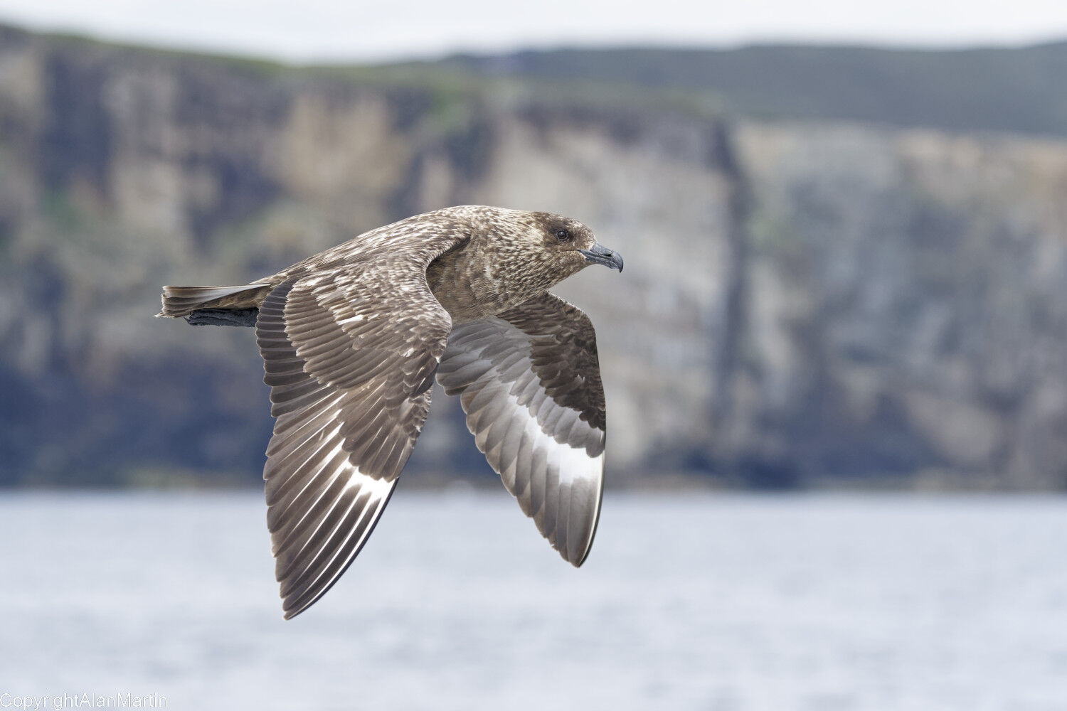7  Great Skua