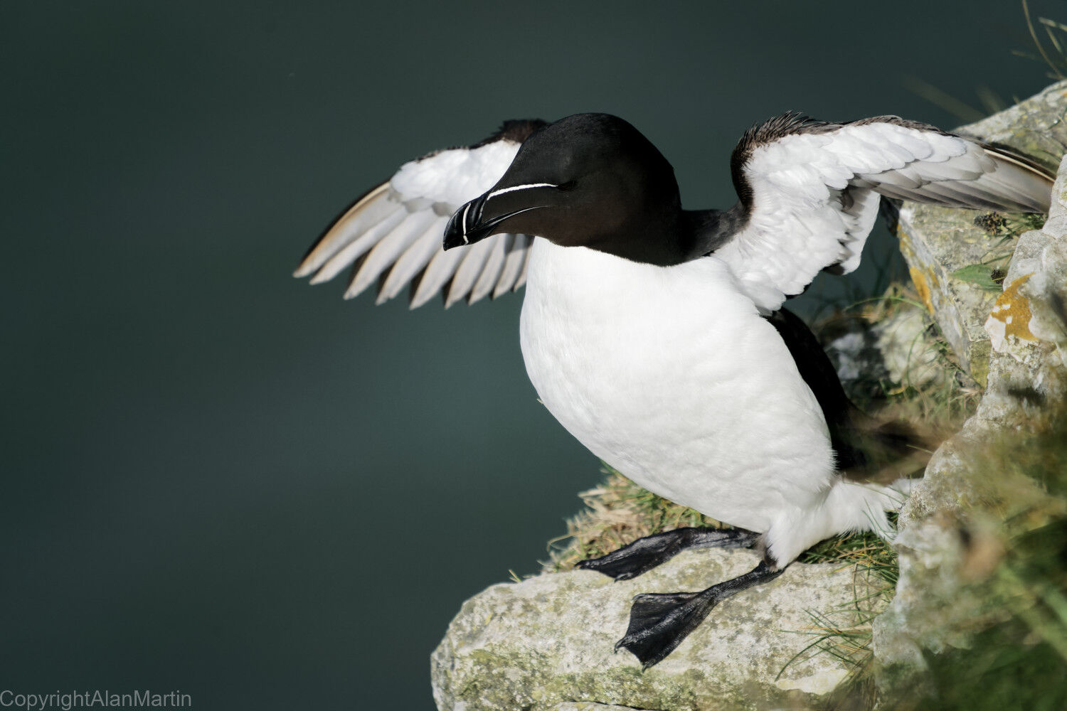 7 Razorbill