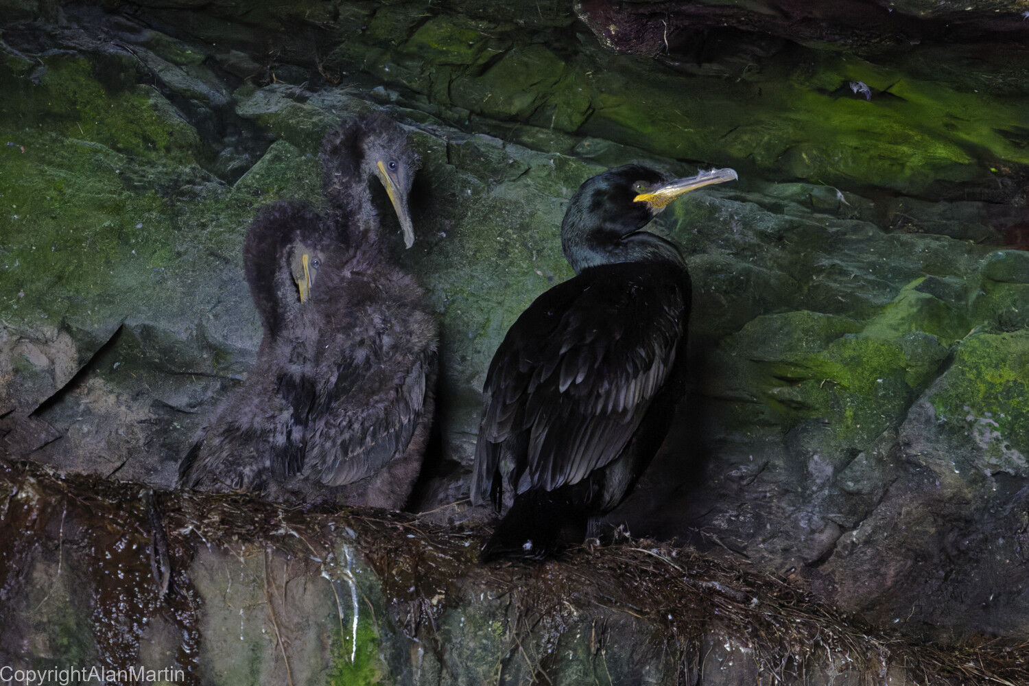8. Shag with young, in sea cave