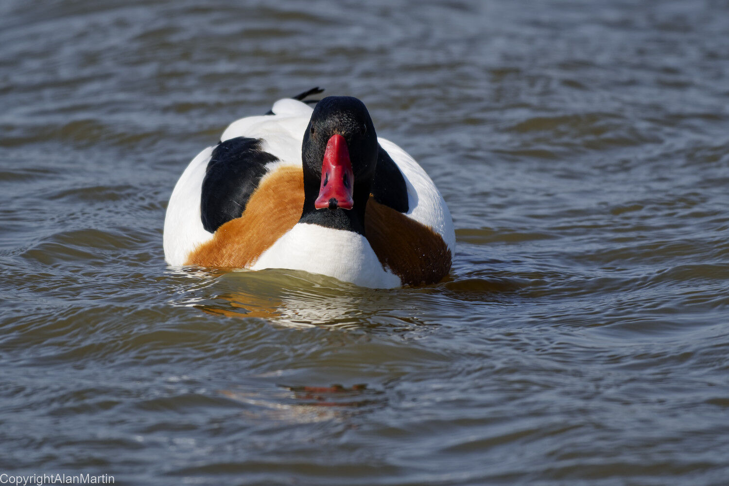 8.  Common Shelduck