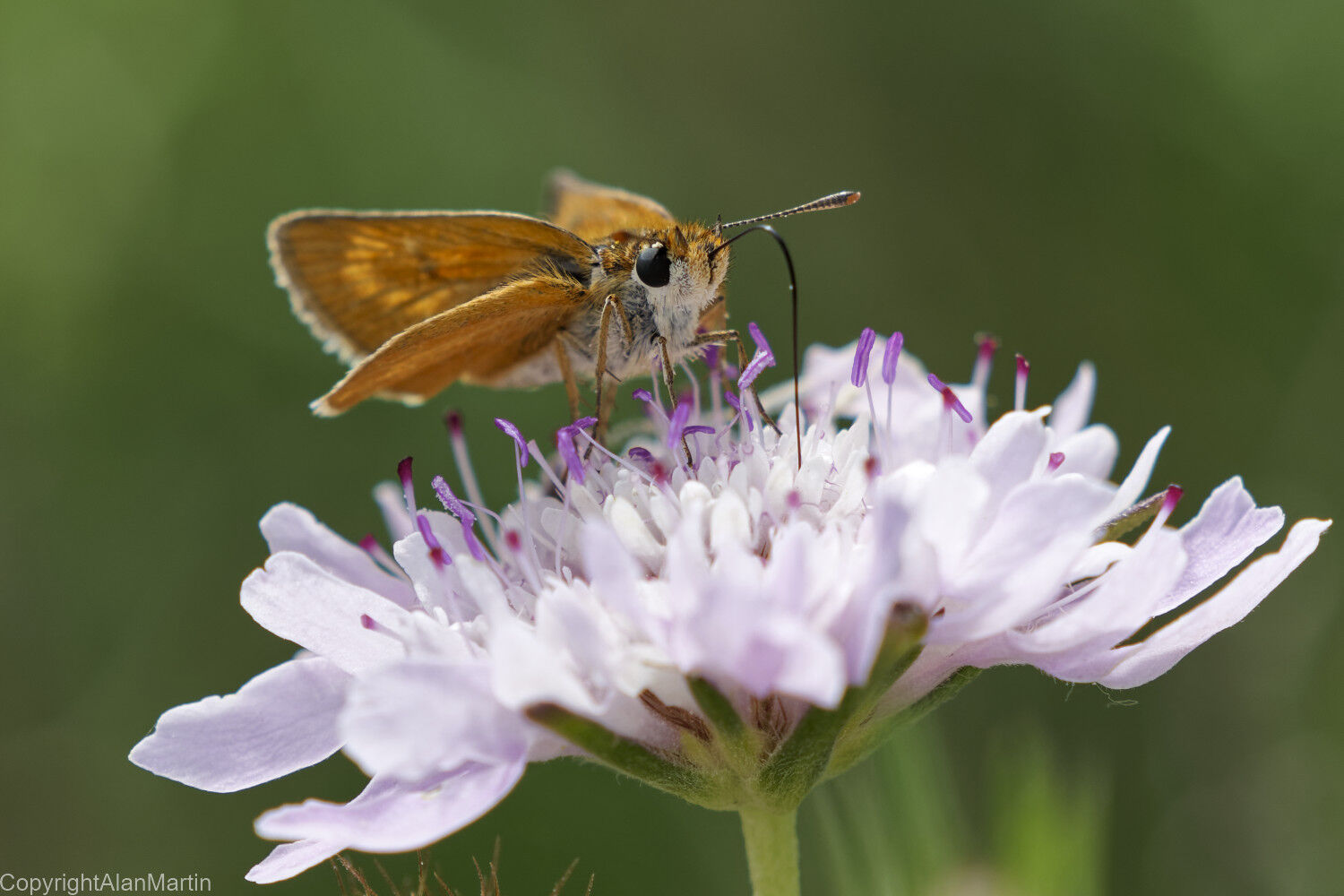 8.  Small Skipper  2