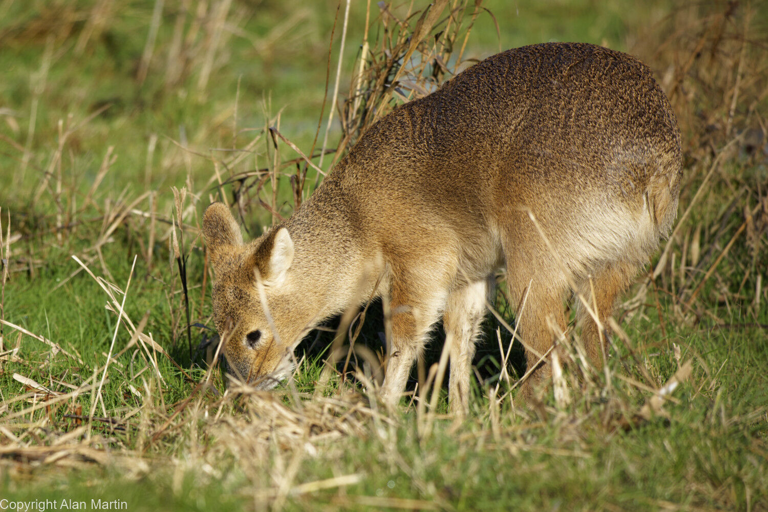 8 Chinese water deer