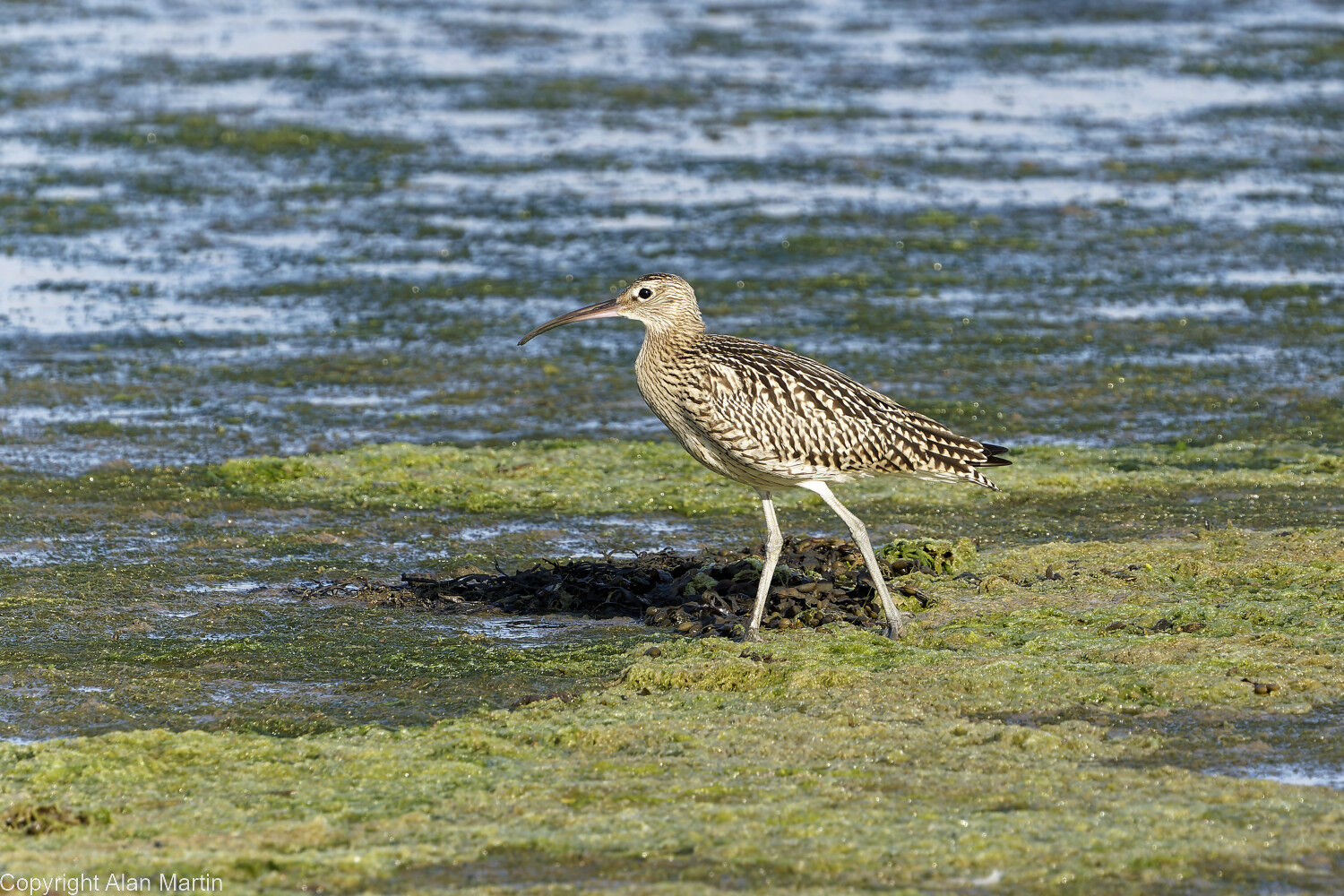 8 Curlew