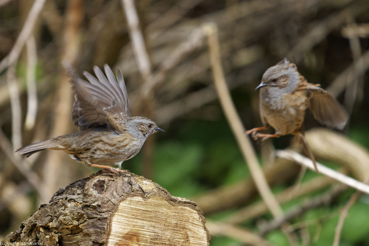 8 Dunnocks fighting