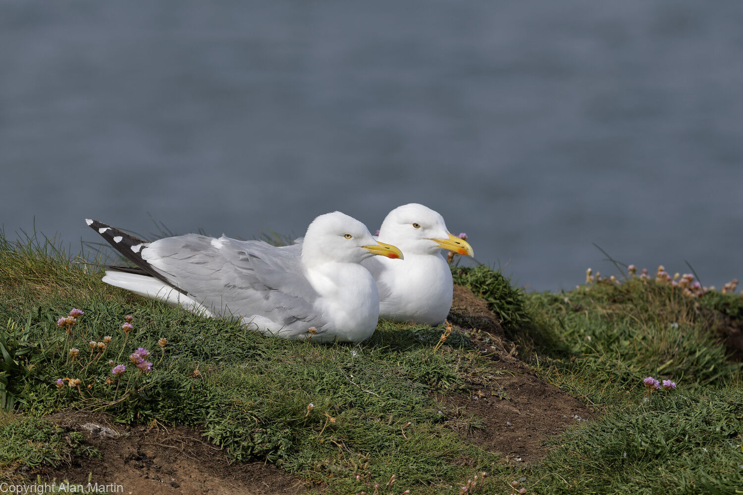 8 Flamborough cliffs