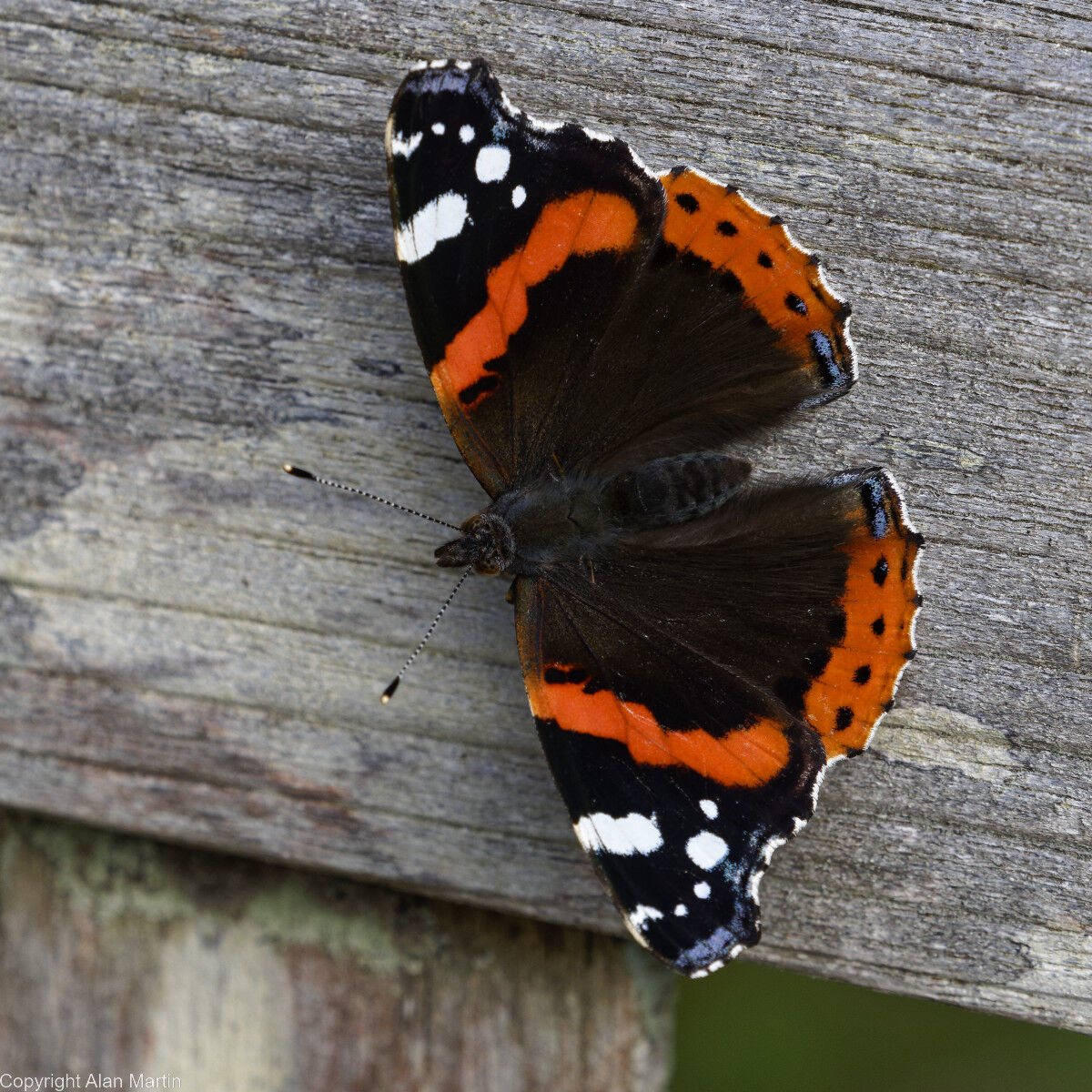 8 Red admiral