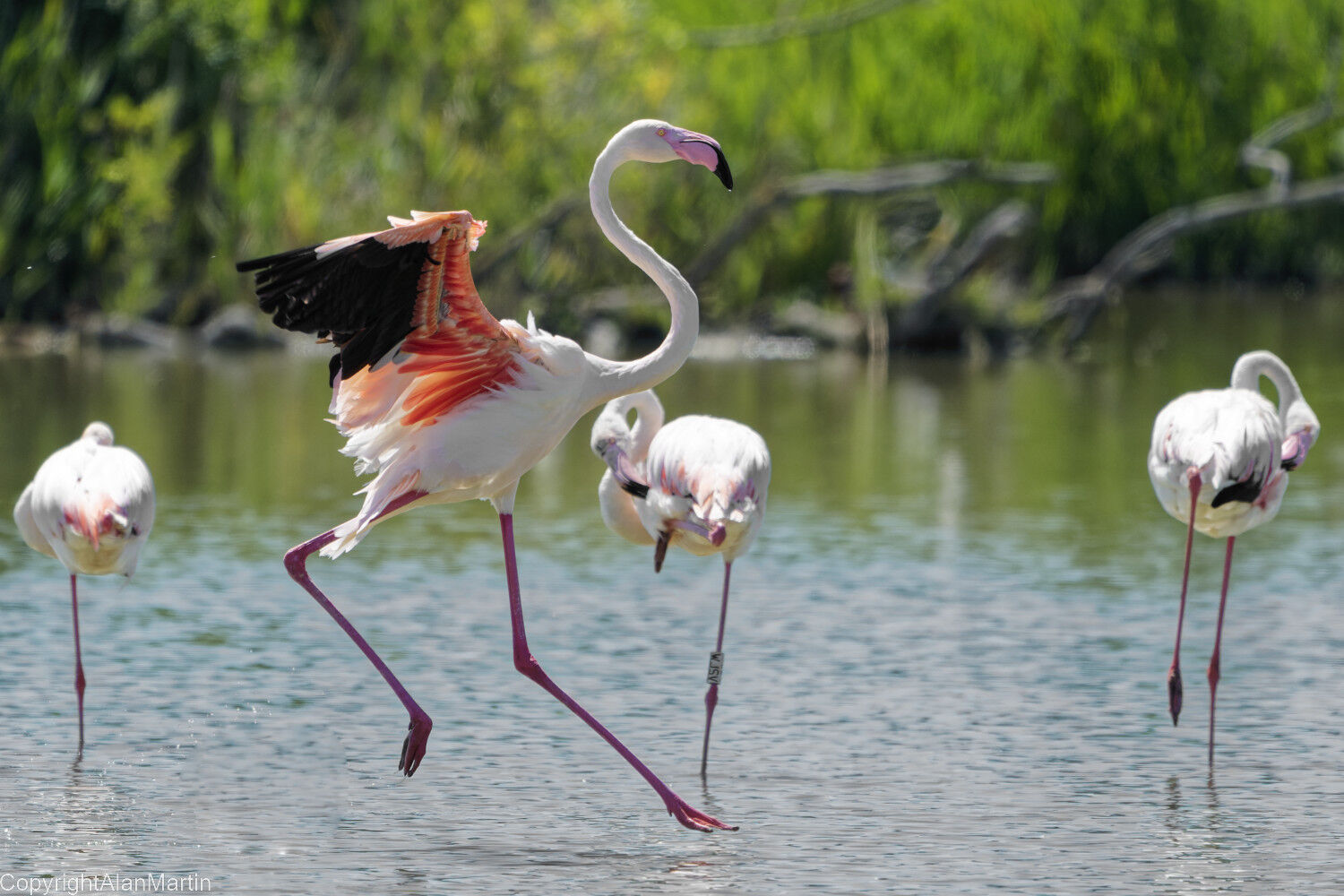 8 Flamingo