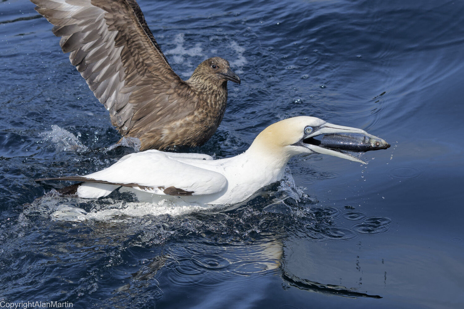 8  Great Skua and Gannet