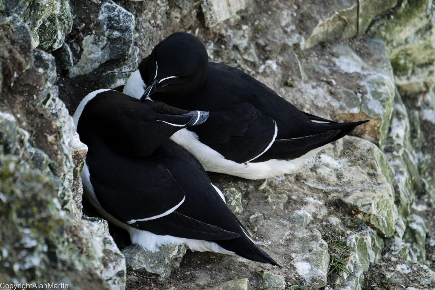 8 Razorbills