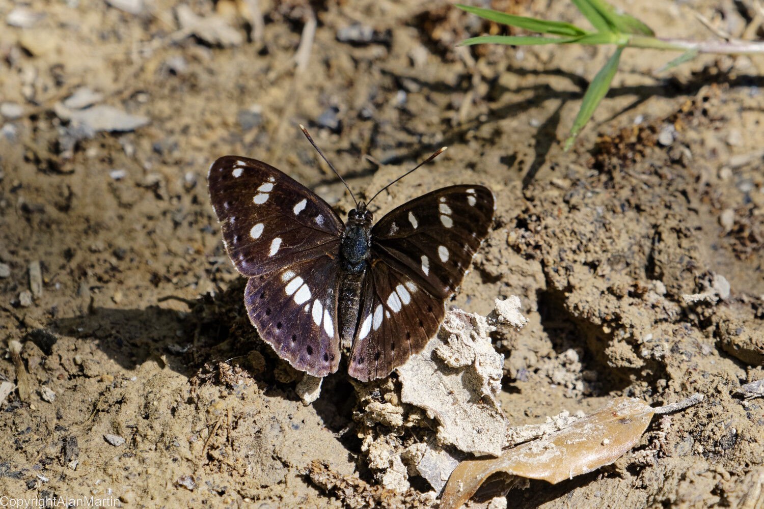 8a  Southern White Admiral
