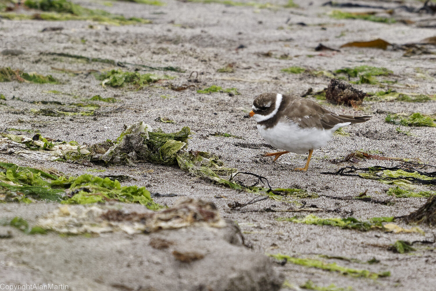 9. Ringed Plover