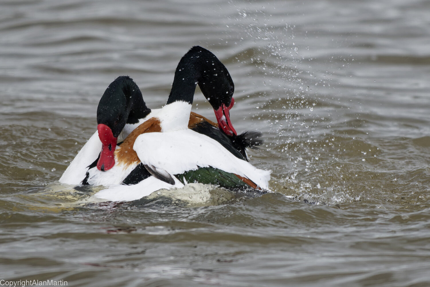 9.  Common Shelduck, males fighting