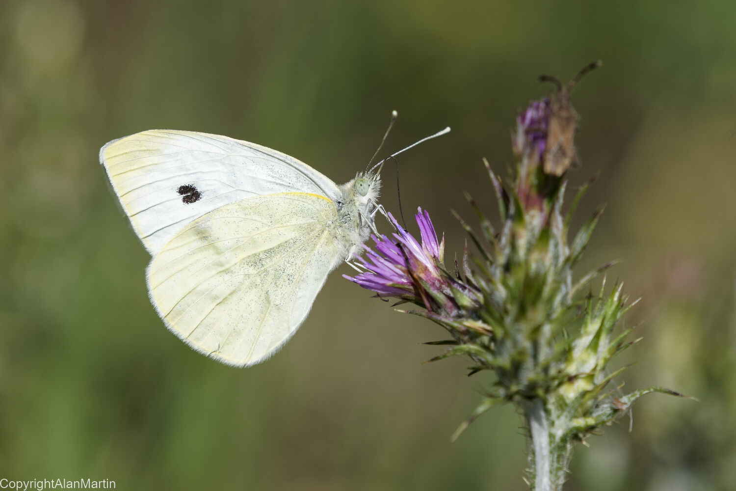 9.  Small White