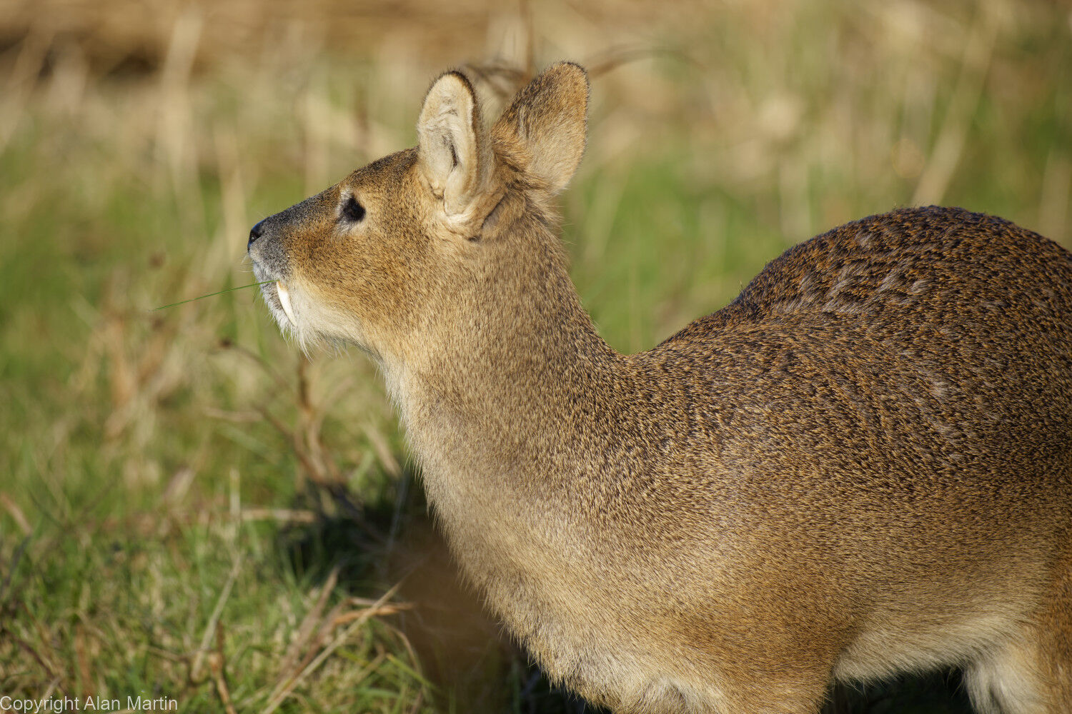 9 Chinese water deer