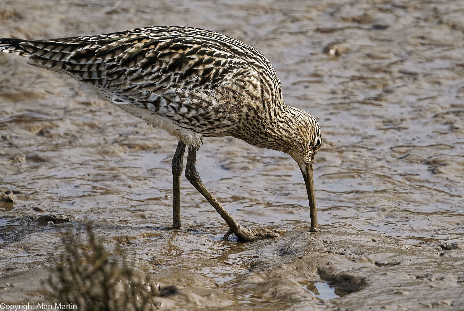 9 Curlew