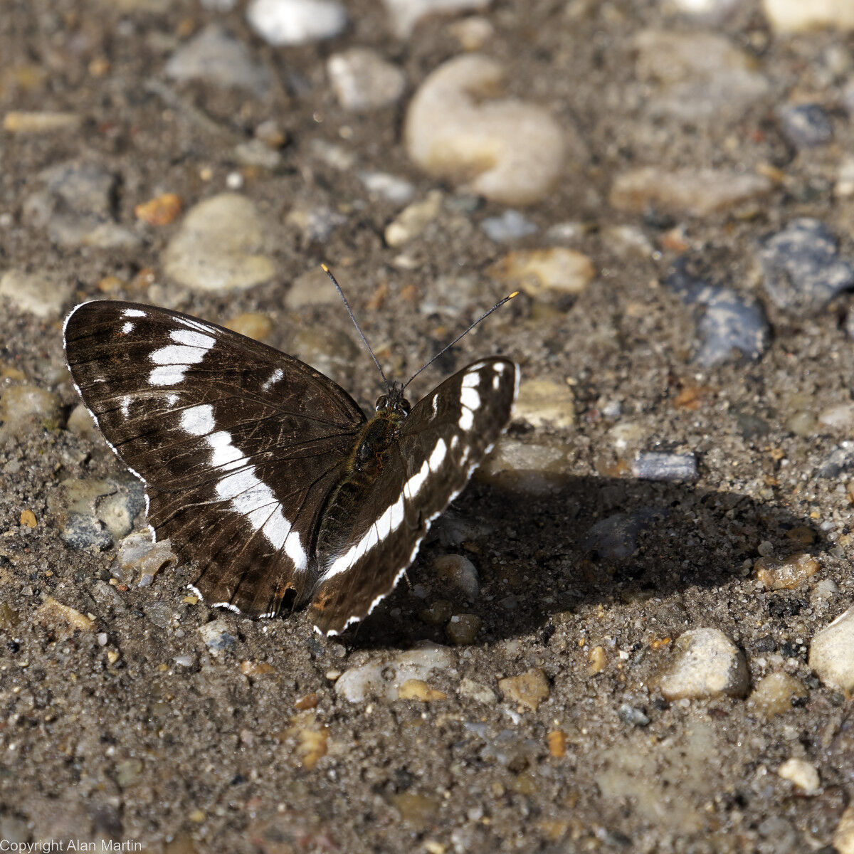 9 White admiral