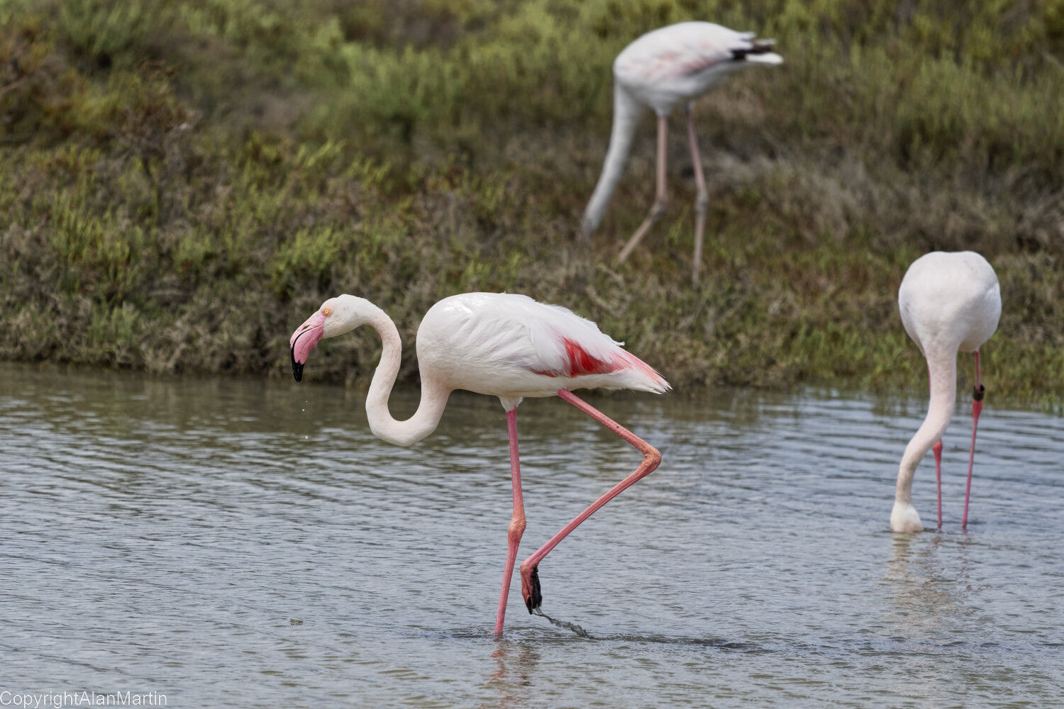 9  Flamingo