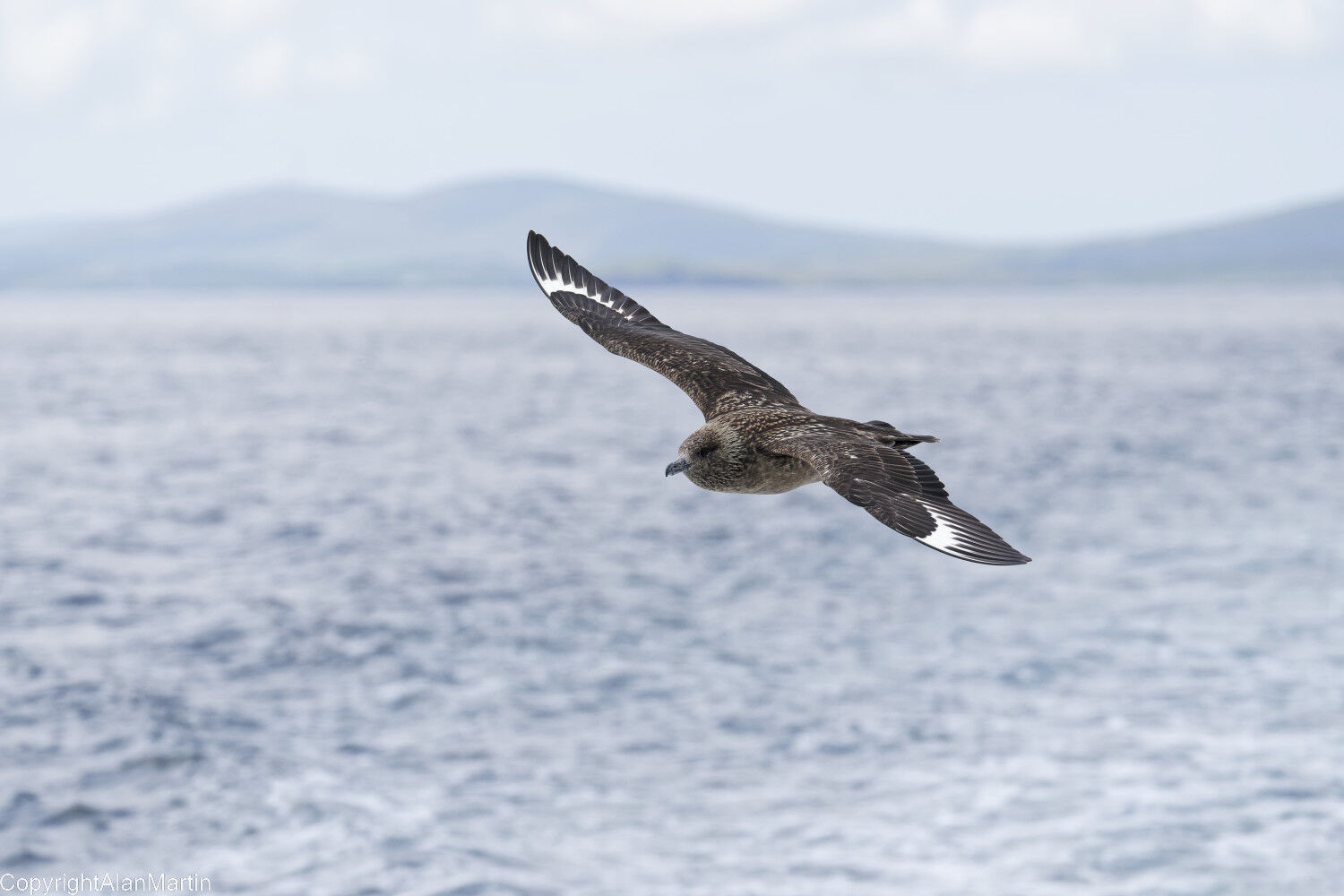 9 Great Skua