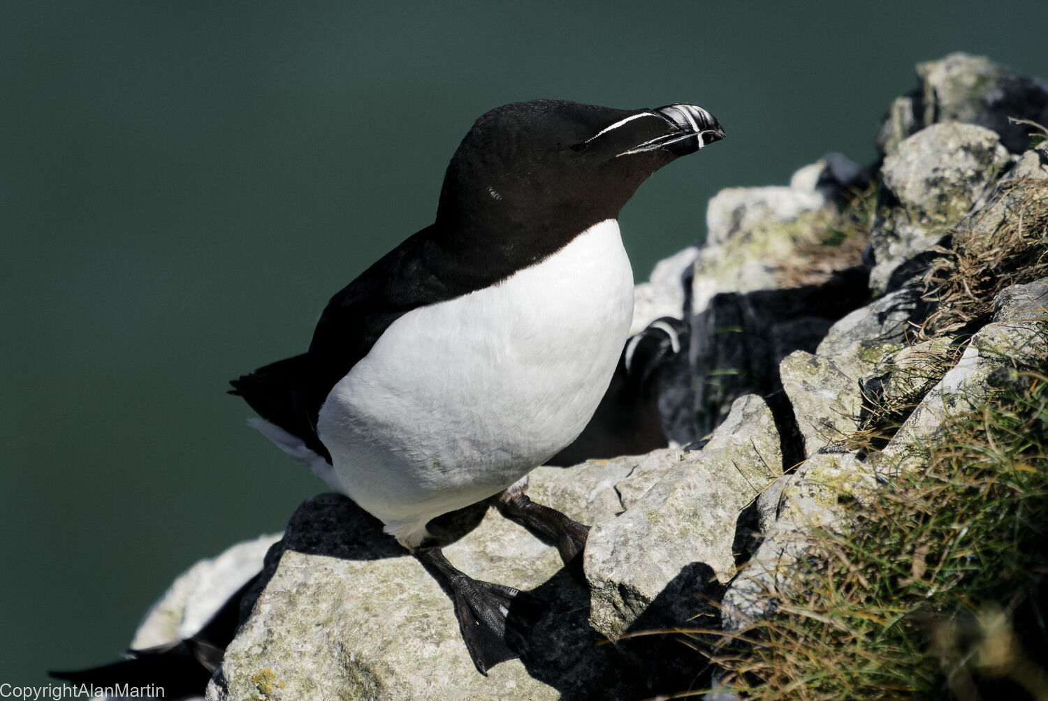 9 Razorbill
