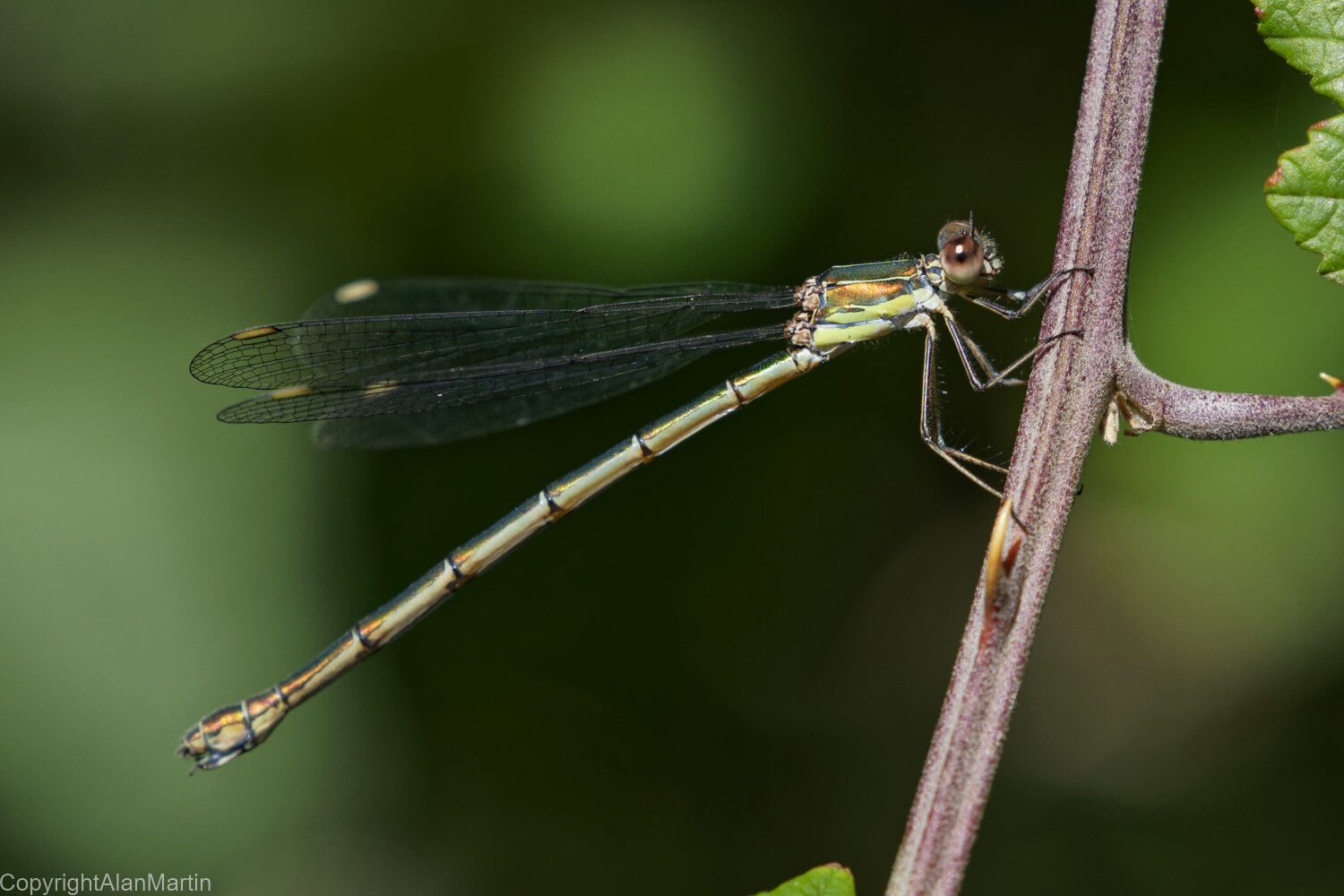 9 Willow Emerald damselfly